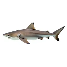 Smooth dogfish