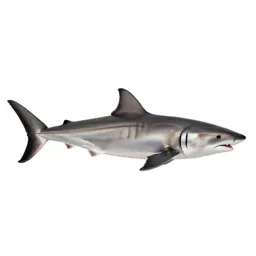 Smooth hammerhead