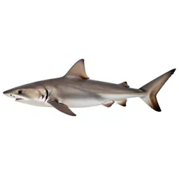 Smoothhound