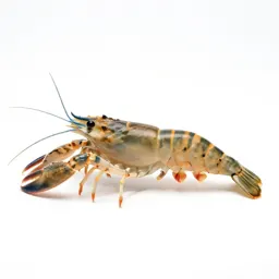 Snapping shrimp