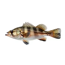 Snipefish