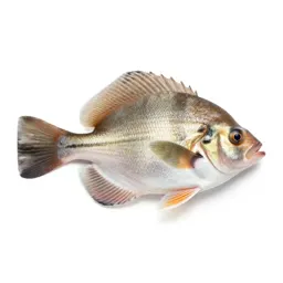 Soft-finned fish