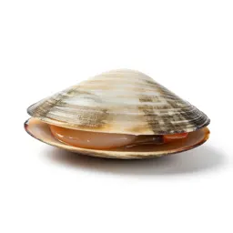 Soft-shell clam