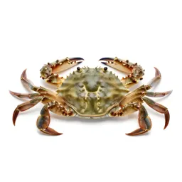 Soft-shell crab
