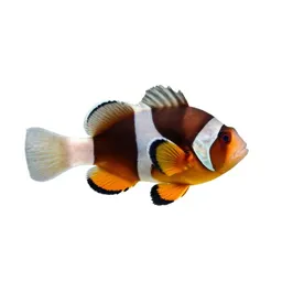 Soldierfish
