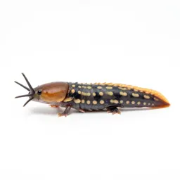 Solenogaster