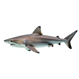 Soupfin shark