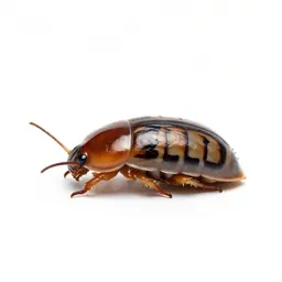 Sow bug