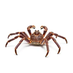 Spider crab