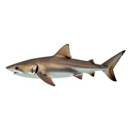 Spiny dogfish