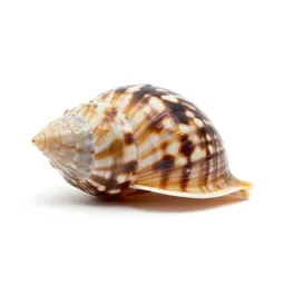 Spirula