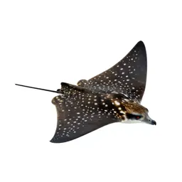 Spotted eagle ray