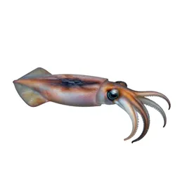 Squid