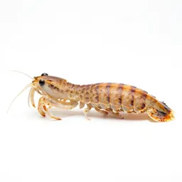 Squilla