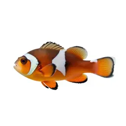 Squirrelfish