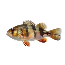 Stickleback