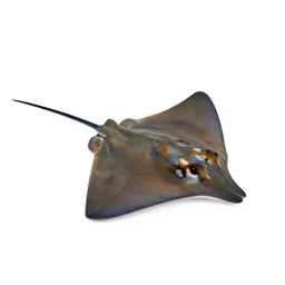 Stingray