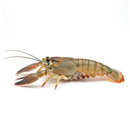 Stomatopod