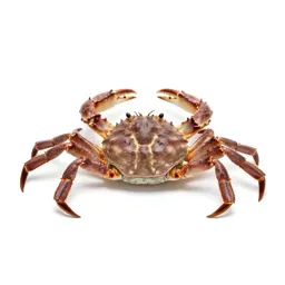 Stone crab
