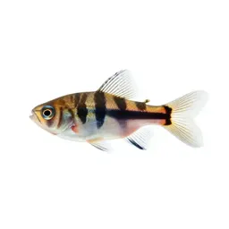 Striped killifish