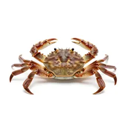 Swimming crab
