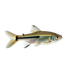 Swordtail