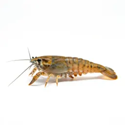 Tadpole shrimp