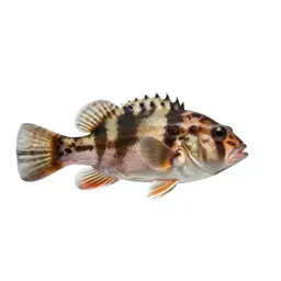 Ten-spined stickleback