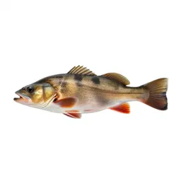 Tench