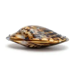 Thin-shelled mussel