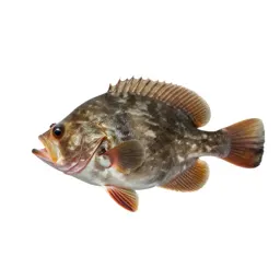 Thorny skate