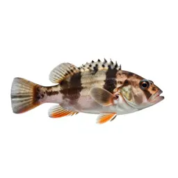 Three-spined stickleback