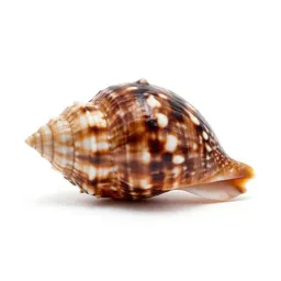 Tiger cowrie