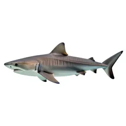 Tiger shark