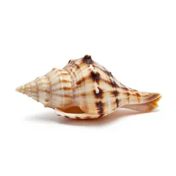 Tooth shell