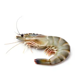 Tropical prawn