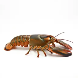 True lobster