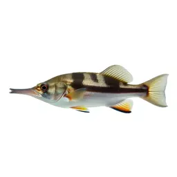 Trumpetfish