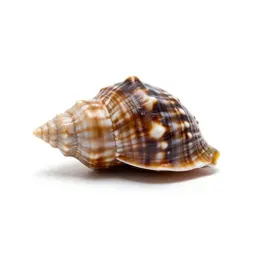 Whelk