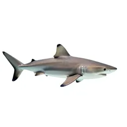 Whitetip shark