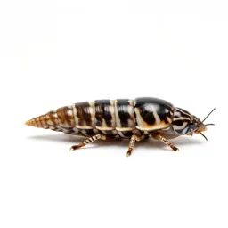 Zebra mussel