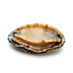 Abalone