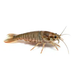Amphipod