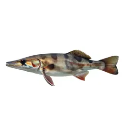 Architeuthis