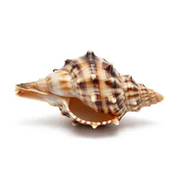 Ark shell