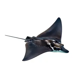 Eagle ray