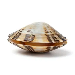 Edible cockle