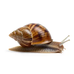 Edible snail