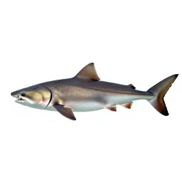 Elasmobranch