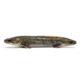 Electric eel